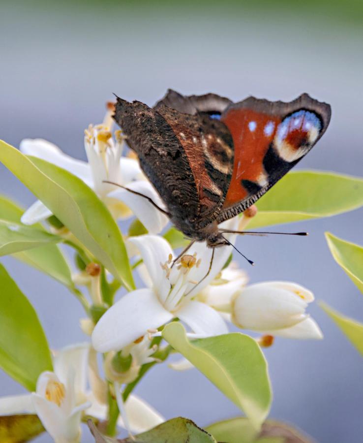 Birgits Lodge Ράινμπαχ Εξωτερικό φωτογραφία